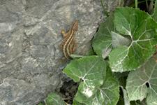Sisalik