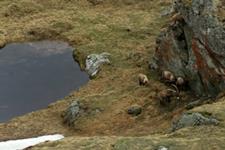 Kaljukitsed