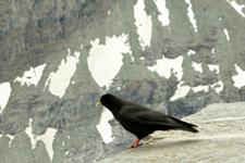 Mägihakk