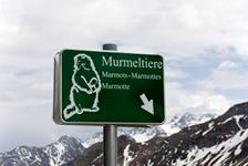 Teeviit ümisejateni