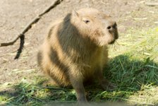 Vesisiga