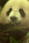 Suur panda