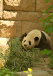 Suur panda