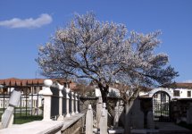 Mevlana muuseumi õu